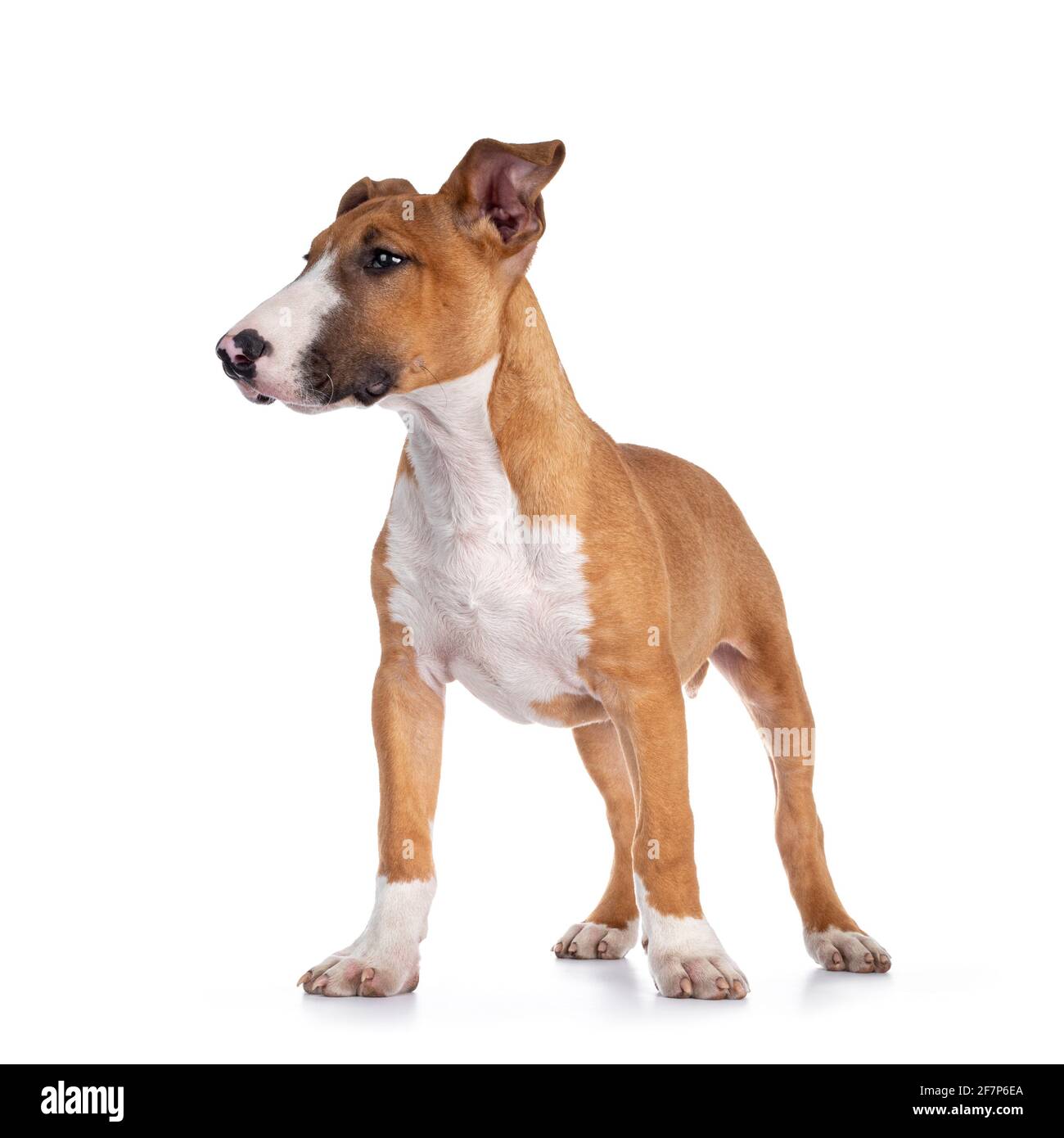 Hübsch braun mit weißem Bull Terrier Hund, der nach vorne zeigt. Seitenaufgänge zeigen Profil. Isoliert auf weißem Hintergrund. Stockfoto