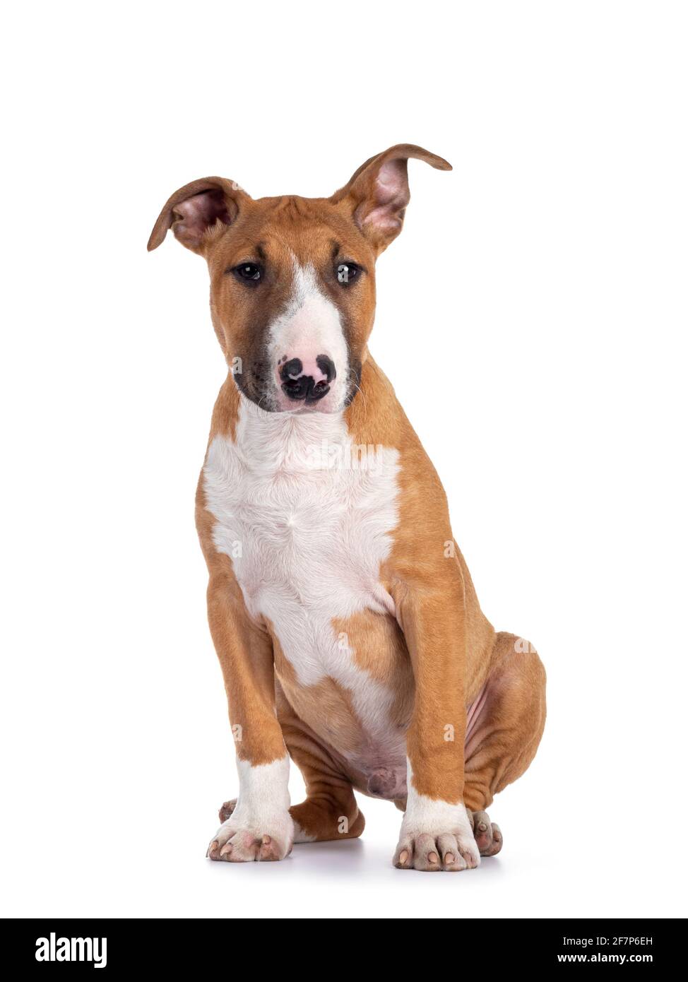 Hübsch braun mit weißem Bull Terrier Hund, sitzend nach vorne. Blick neben die Kamera. Isoliert auf weißem Hintergrund. Ein Ohr straght, ein Ohr nach oben Stockfoto