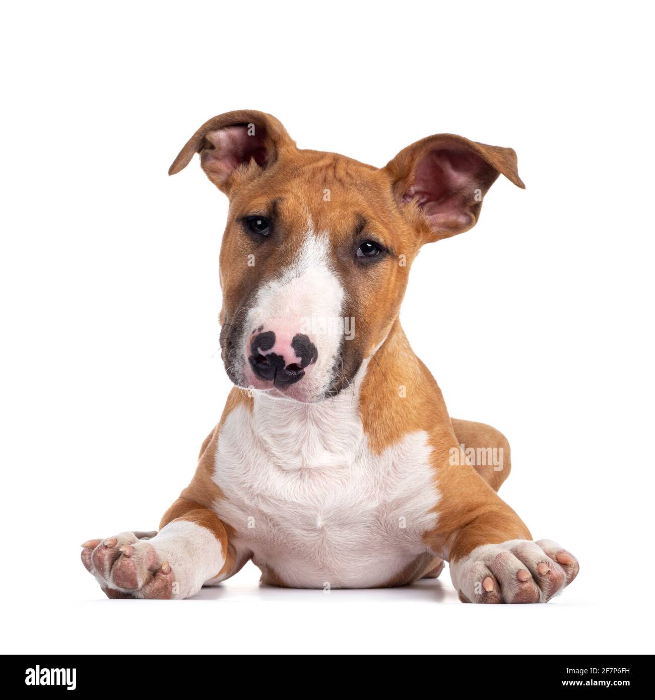 Hübsch braun mit weißem Bull Terrier Hund, der sich nach vorne legt. Blick direkt auf die Kamera mit niedlichen Kopf kippen. Isoliert auf weißem Hintergrund. Stockfoto