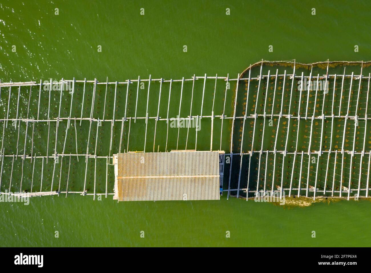 Luftaufnahme von Muscheln in der Fangar Bay (Ebro Delta, Tarragona, Katalonien, Spanien) ESP: Vista aérea de las mejilloneras en la Bahía del Fangar Stockfoto