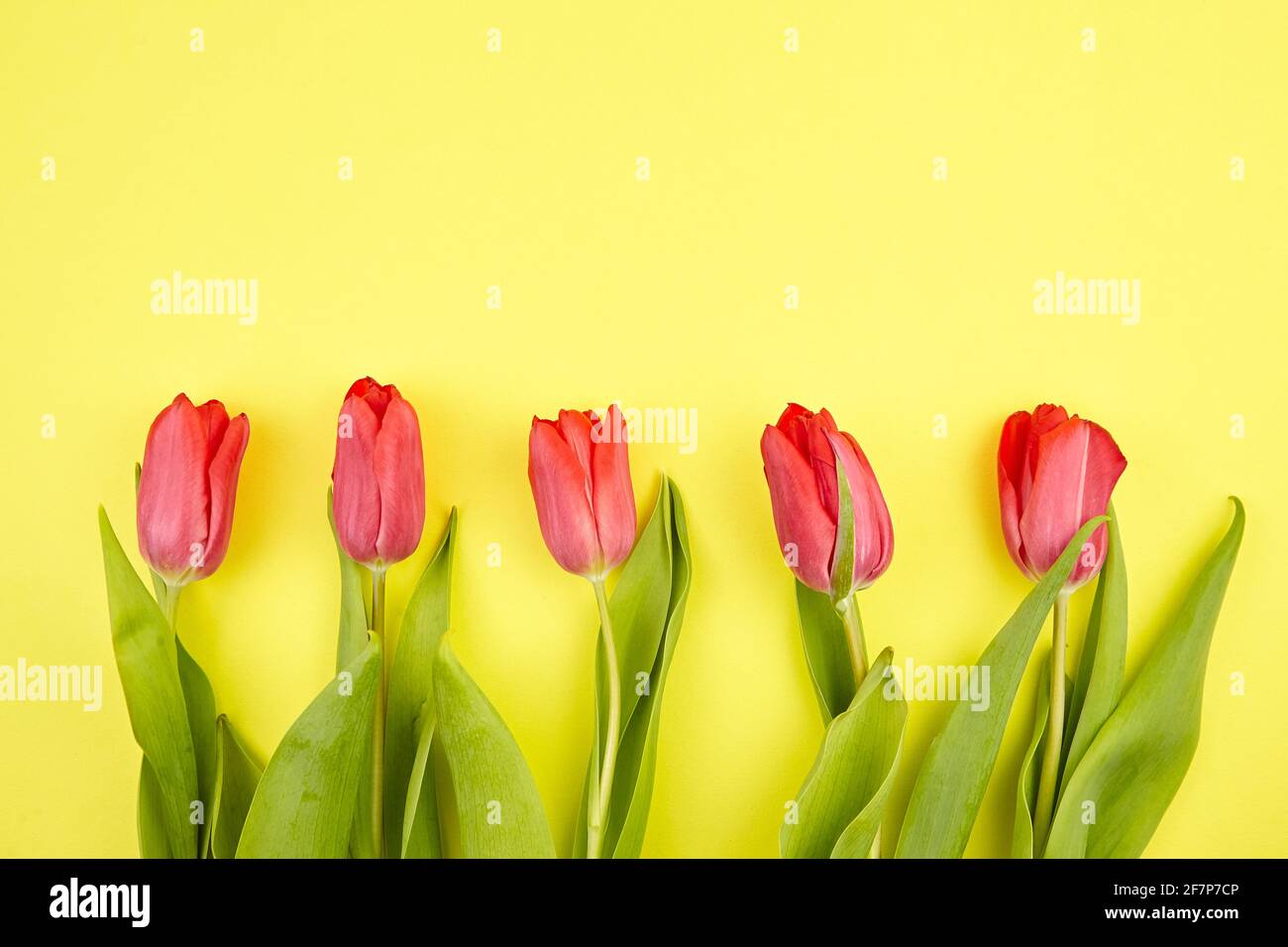 Rote Tulpen auf gelbem Hintergrund. Frisches Frühlingsblumen-Bouquet Stockfoto