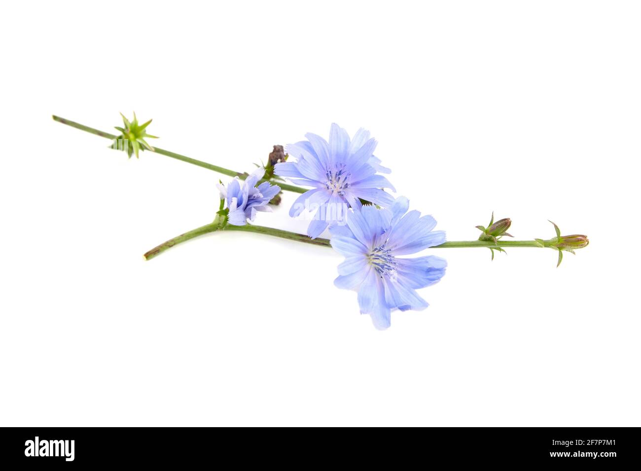 Zichorienblume isoliert auf weißem Hintergrund. Pflanze mit leuchtend blauen Blüten Stockfoto