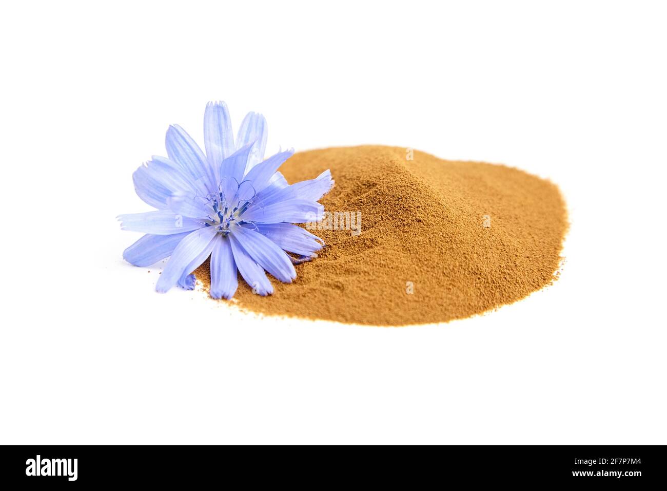 Zichorien-Wurzelpulver mit blauer Blume isoliert auf weißem Hintergrund. Haufen Chicorée Kaffee, Bio-Lebensmittelzusatz Stockfoto