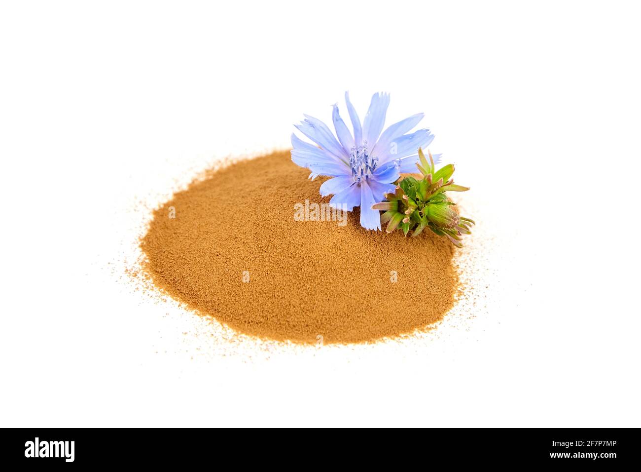 Zichorien-Wurzelpulver mit blauer Blume isoliert auf weißem Hintergrund. Haufen Chicorée Kaffee, Bio-Lebensmittelzusatz Stockfoto