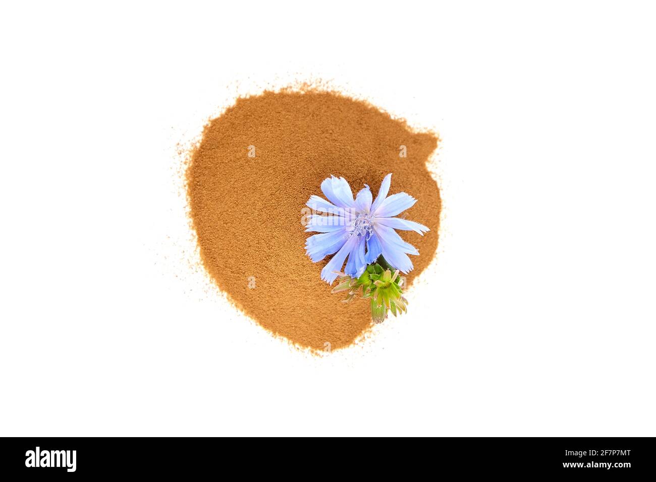 Zichorien-Wurzelpulver mit blauer Blume isoliert auf weißem Hintergrund. Chicorée Kaffee, Bio-Lebensmittelzusatz, Draufsicht Stockfoto