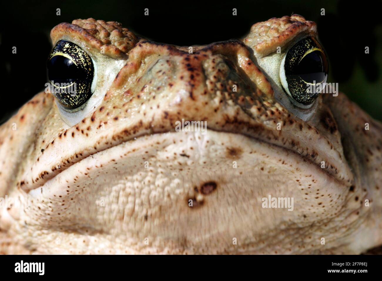Riesige Kröte, Marine Kröte, Cane Toad, südamerikanische Neotropical Kröte (Bufo Marinus, Schädlingsbekämpfer Marina), portrait Stockfoto