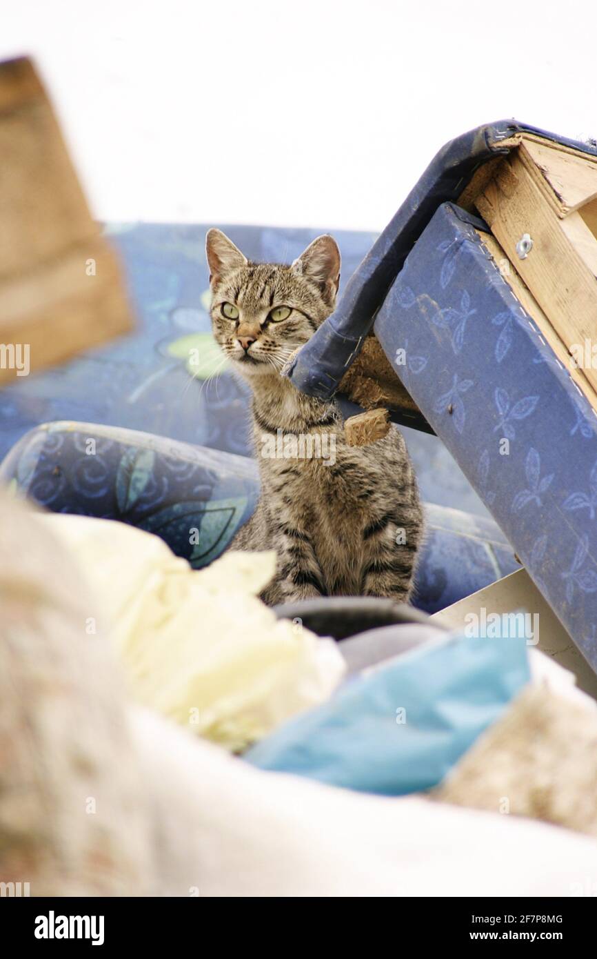 Hauskatze, Hauskatze (Felis silvestris f. catus), Katze auf Mülldeponie, Österreich Stockfoto