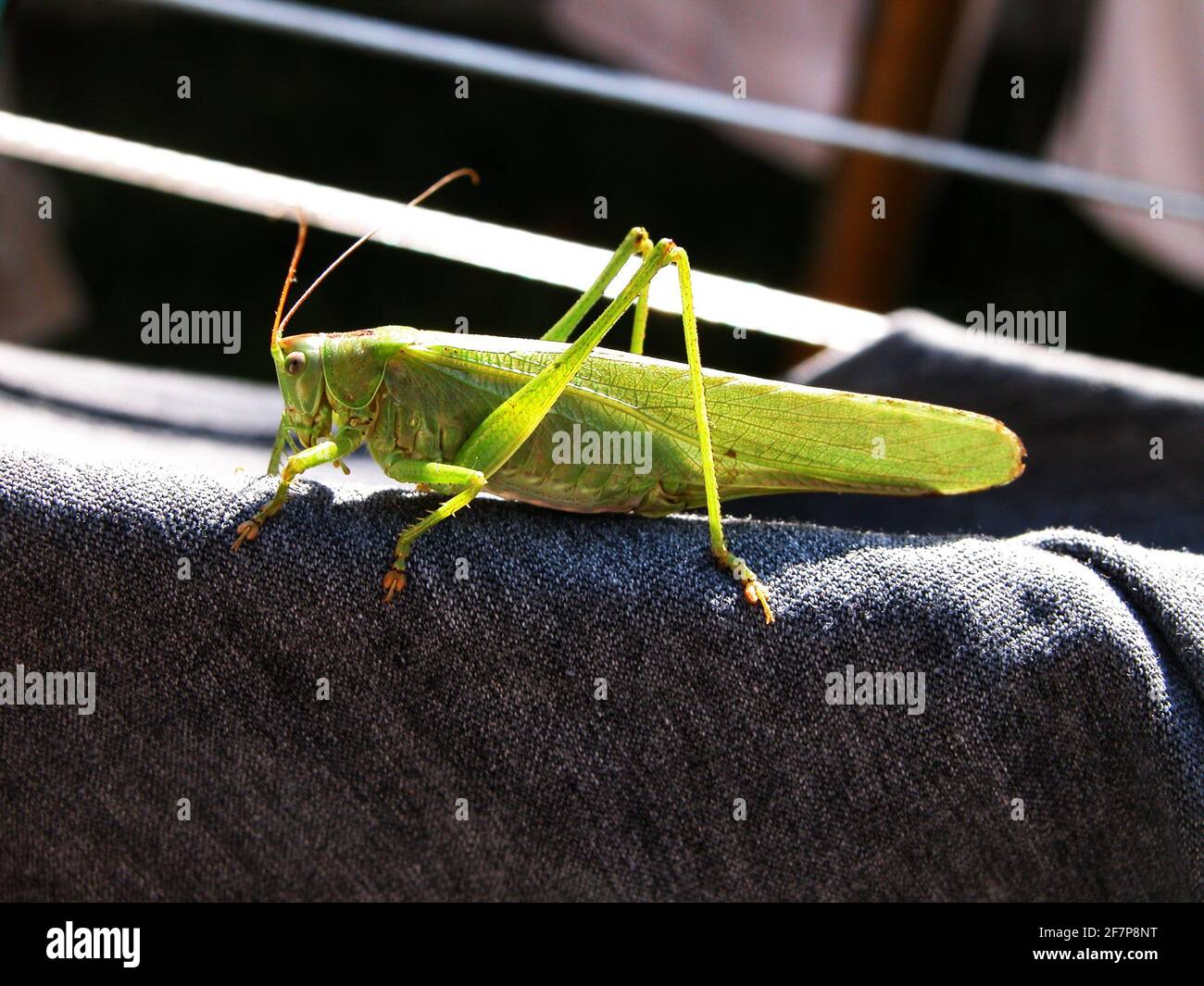 Great Green Bush-Cricket, Green Bush-Cricket (Tettigonia viridissima), sitzt auf einer Hose auf einer Wäscheleine, Österreich Stockfoto