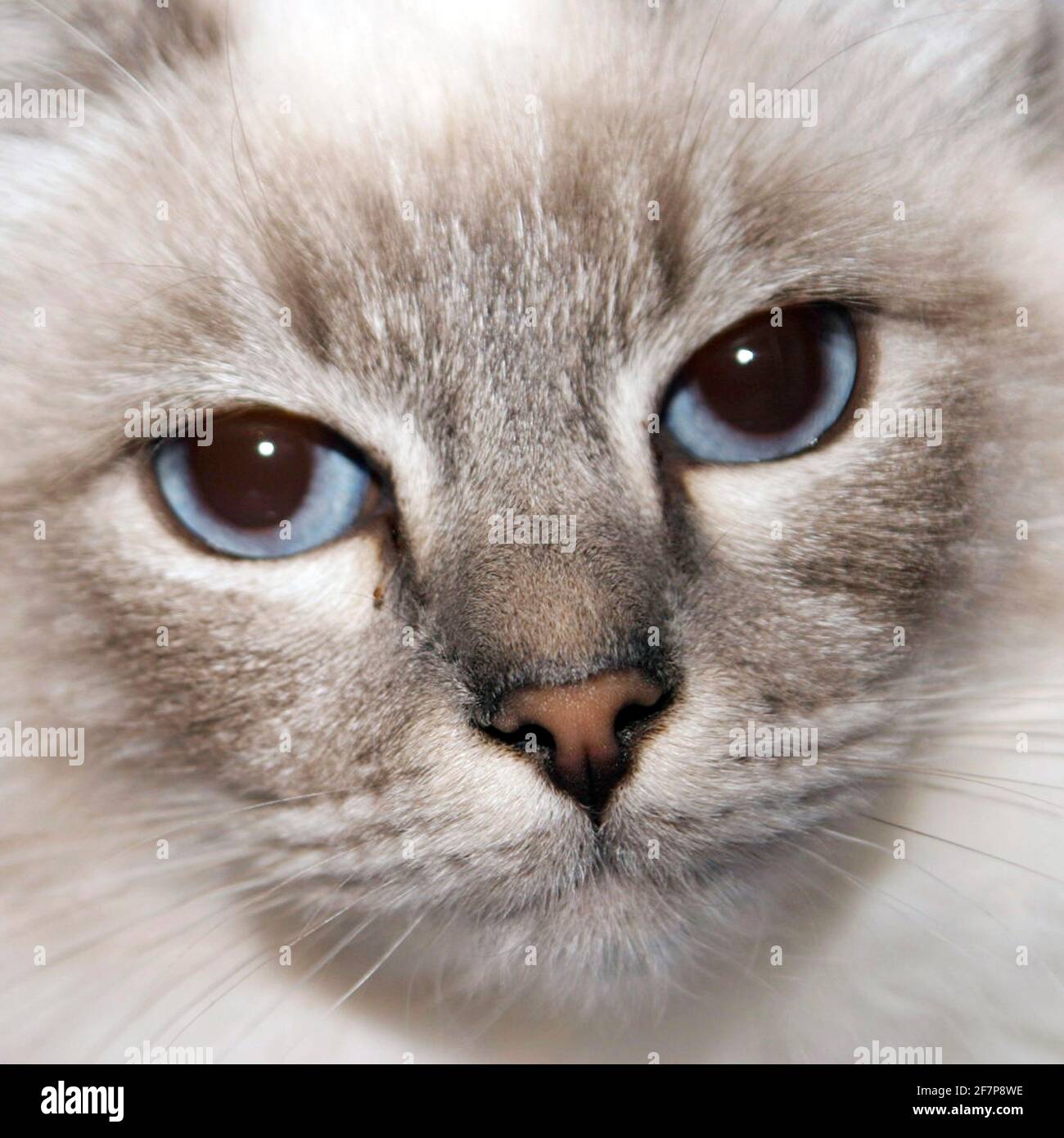 Ragdoll-Katzen (Felis silvestris f. catus), Porträt Stockfoto