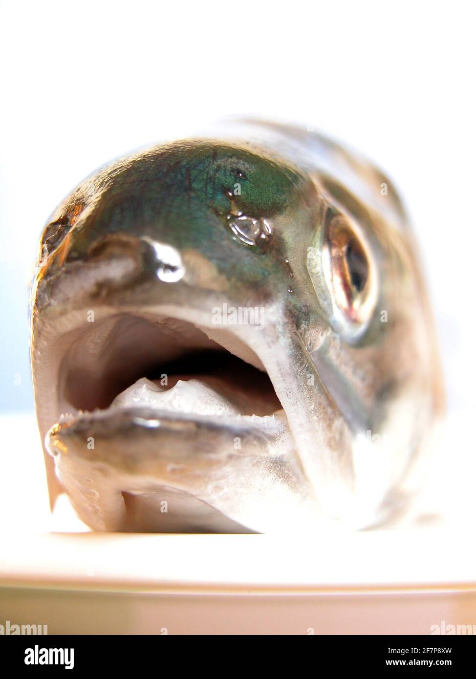 Frische Forelle auf einem Teller Stockfoto