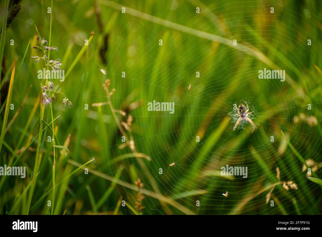 Detail einer Spinne im See Estany de Pessons (Andorra, Pyrenäen) ESP: Detalle de una araña en el Estany de Pessons (Andorra, Pirineos) Stockfoto