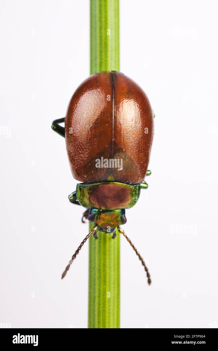 Blattkäfer (Chrysolina polita), sitzt auf einem Stamm, Ausschnitt, Österreich Stockfoto