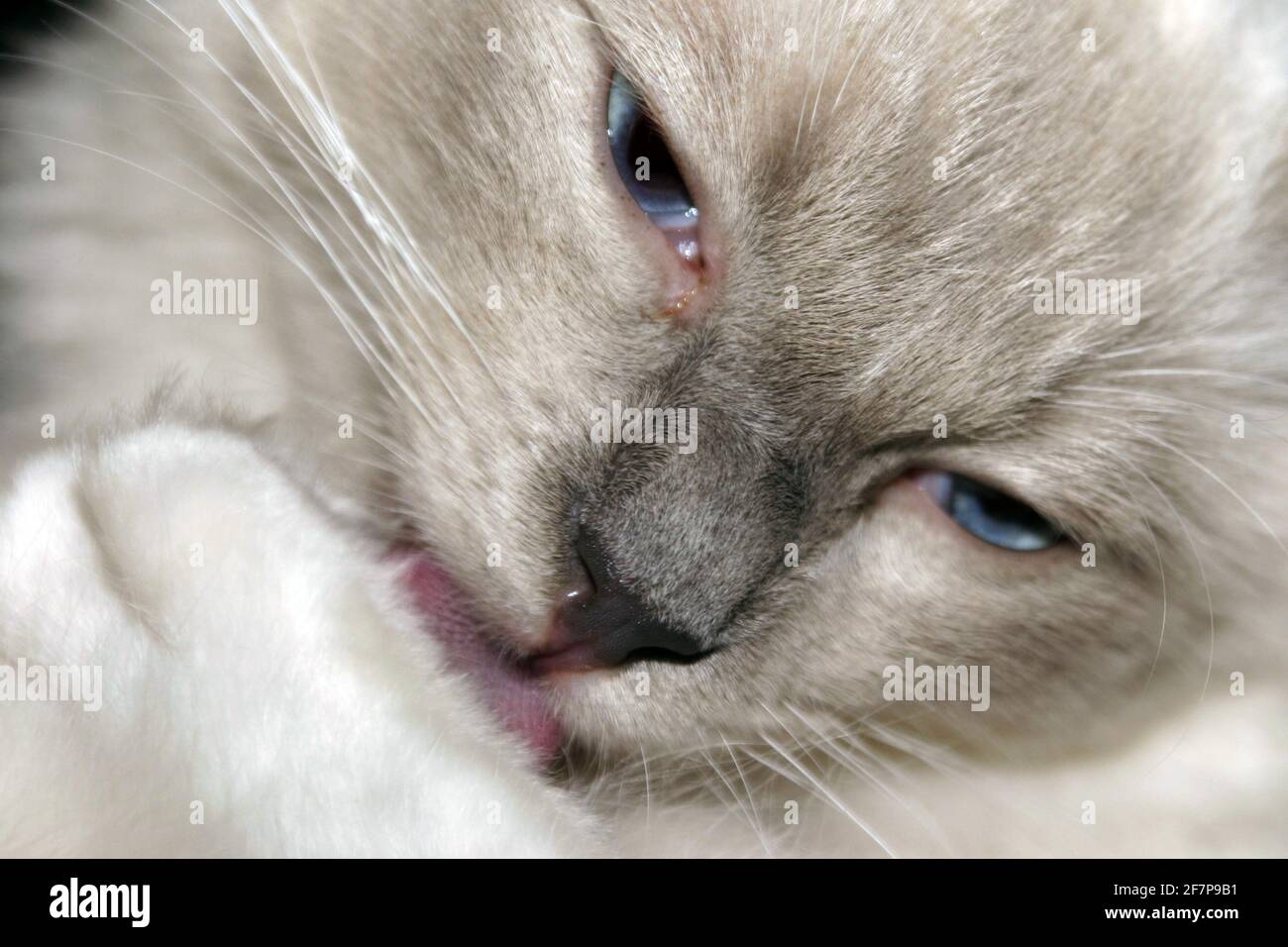 Ragdoll-Katzen (Felis silvestris f. catus) kümmern sich um ihr Fell Stockfoto
