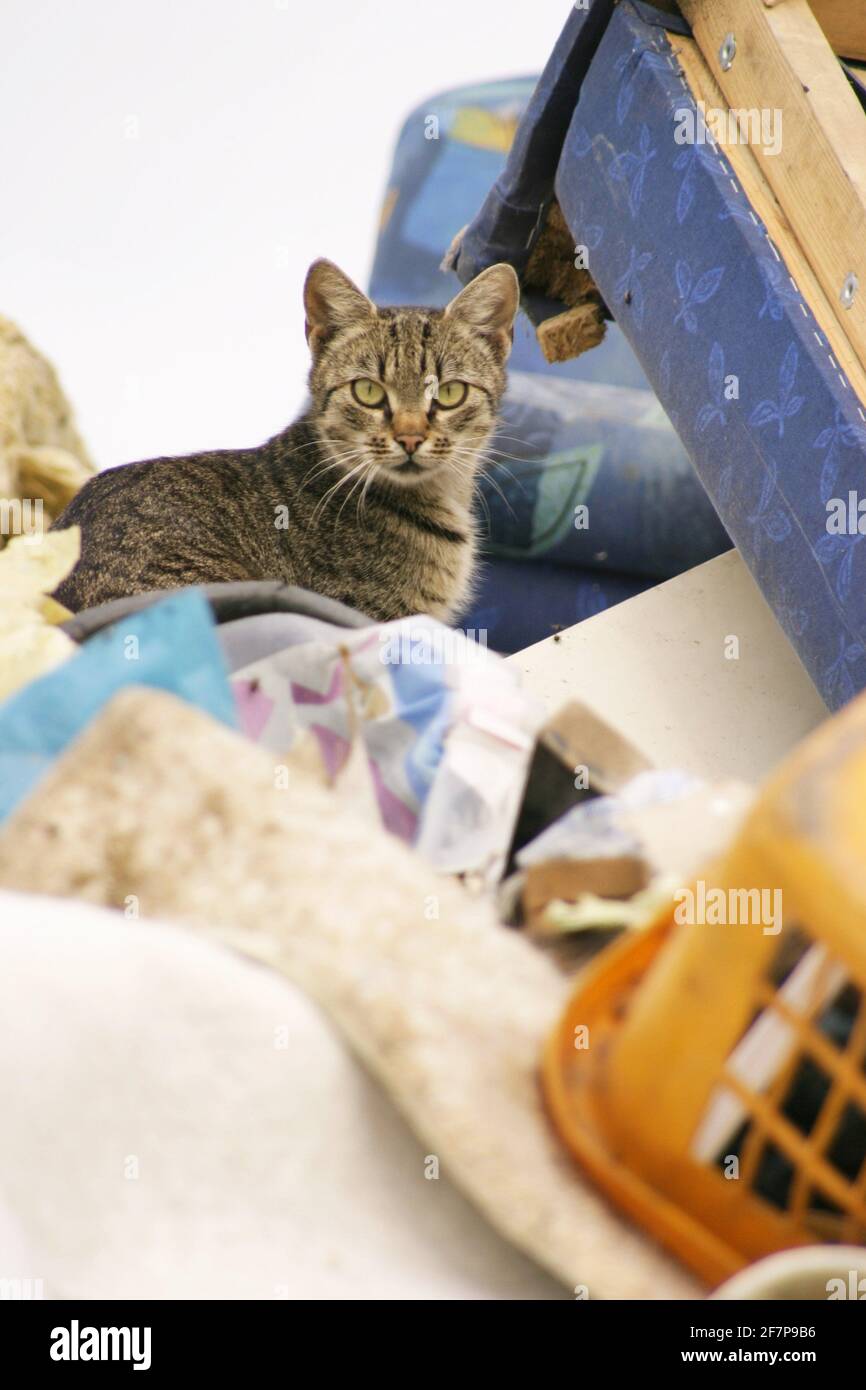 Hauskatze, Hauskatze (Felis silvestris f. catus), Katze auf Mülldeponie, Österreich Stockfoto