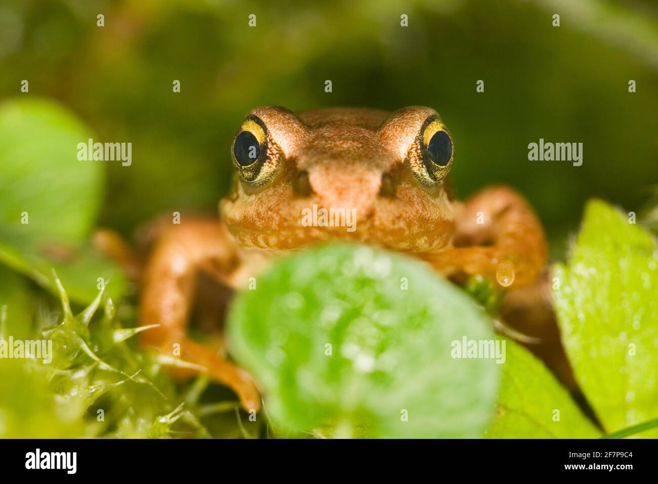 Gewöhnlicher Frosch, Grasfrosch (Rana temporaria), Jungtier, Österreich Stockfoto