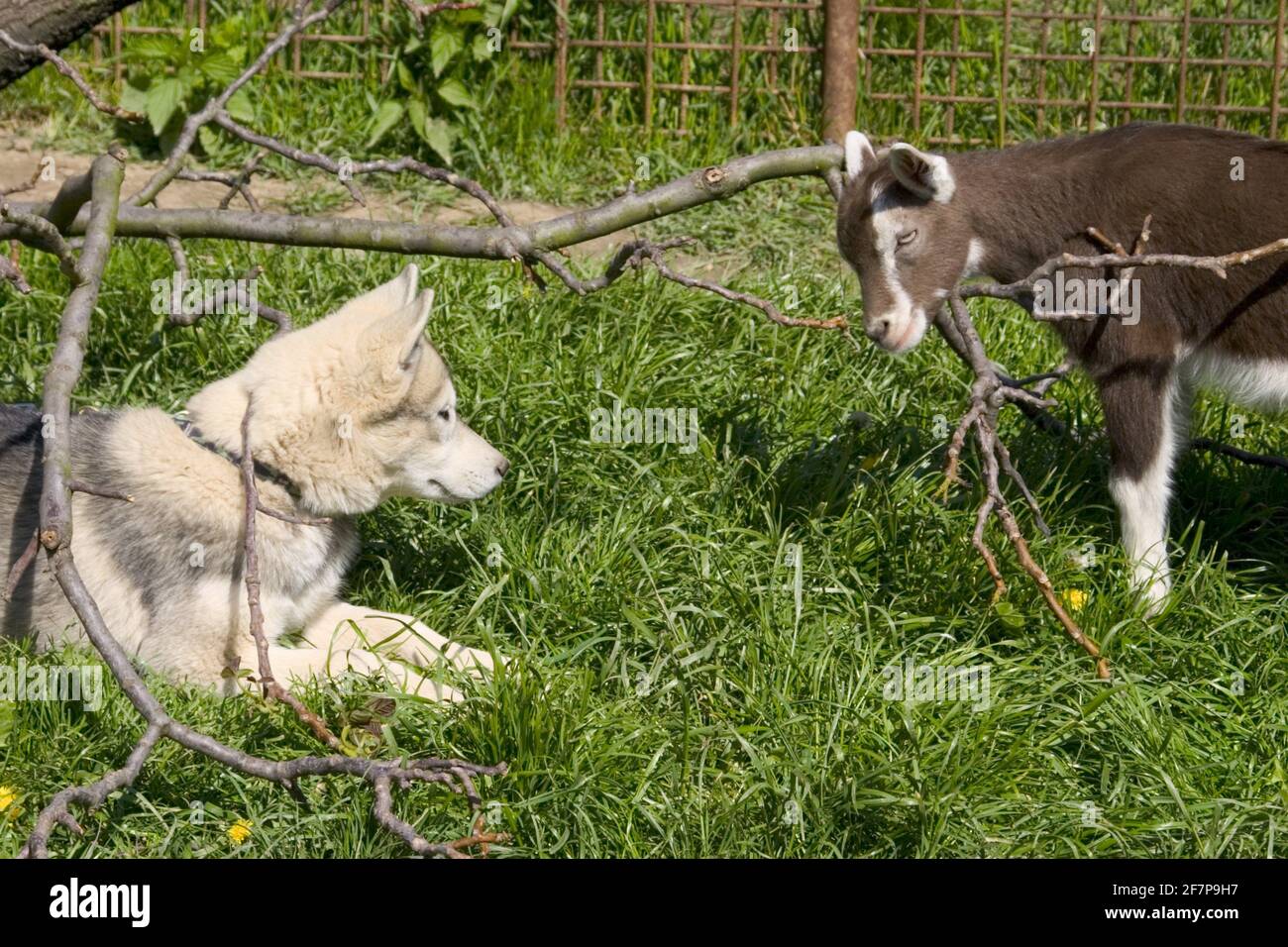 Sibirische Husky (Canis lupus f. familiaris), Husky und Ziege schauen sich auf einer Wiese an, Seitenansicht Stockfoto