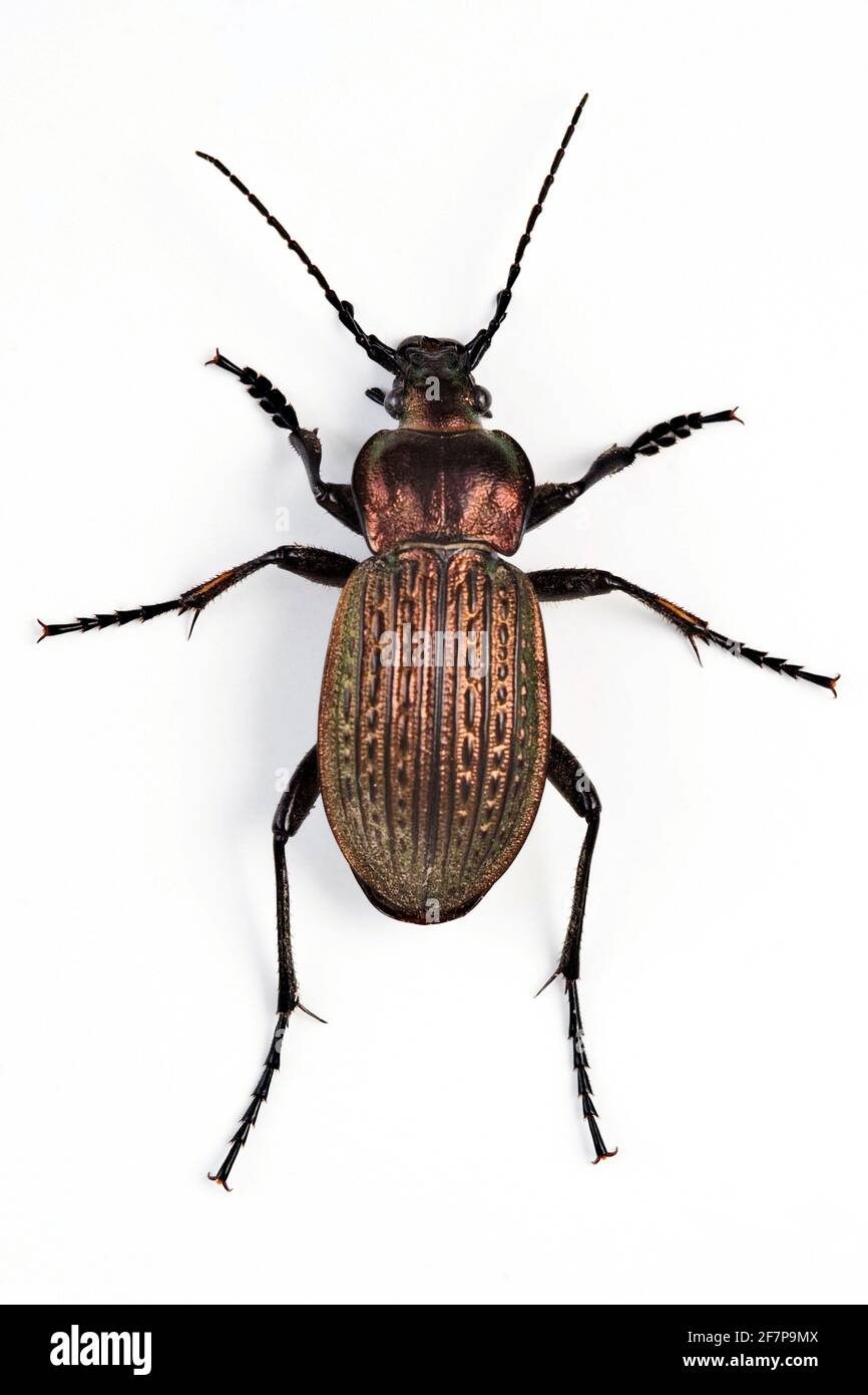 Bodenkäfer (Carabus monilis), Draufsicht, Ausschnitt Stockfoto