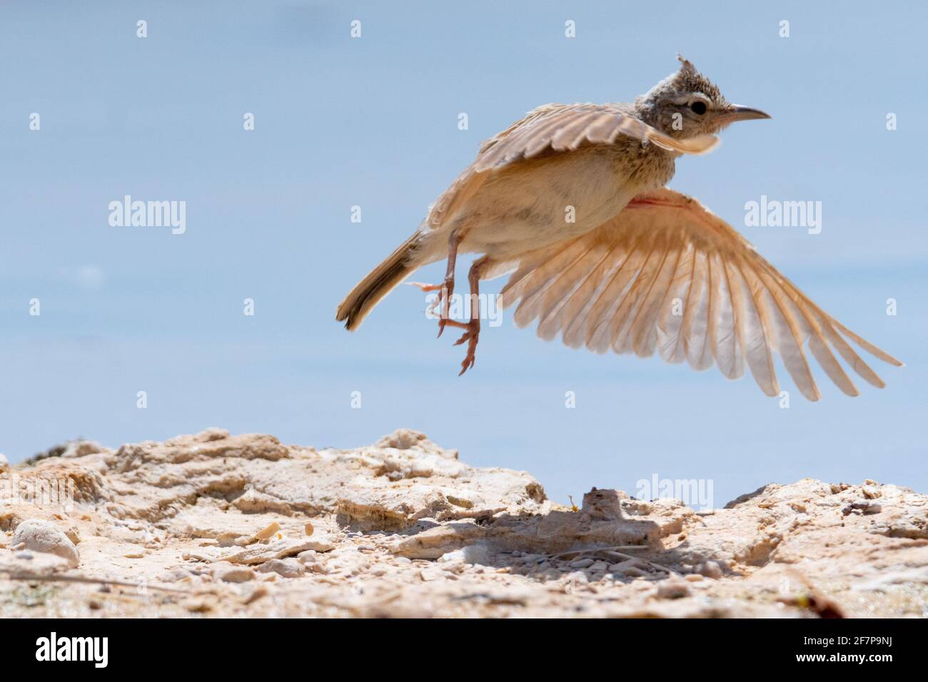 Crested Lark (Galerida cristata) in der Nähe von Wasser, Crested Lerchen züchten die meisten gemäßigt Eurasien über von Portugal nach Nordosten China und Indien Stockfoto