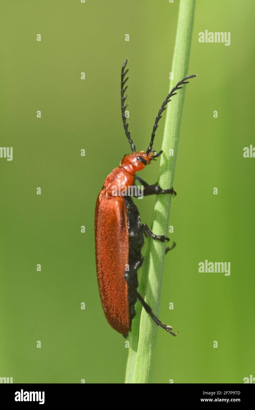 Cardinal Beetle, Cardinal Beetles, Rotkopfkäfer (Pyrochroa serraticornis), klettert auf einen Stamm, Österreich Stockfoto