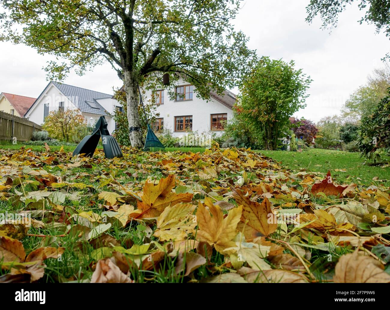 Herbstblätter auf dem Rasen vor einem Einfamilienhaus im Landhausstil, Deutschland Stockfoto