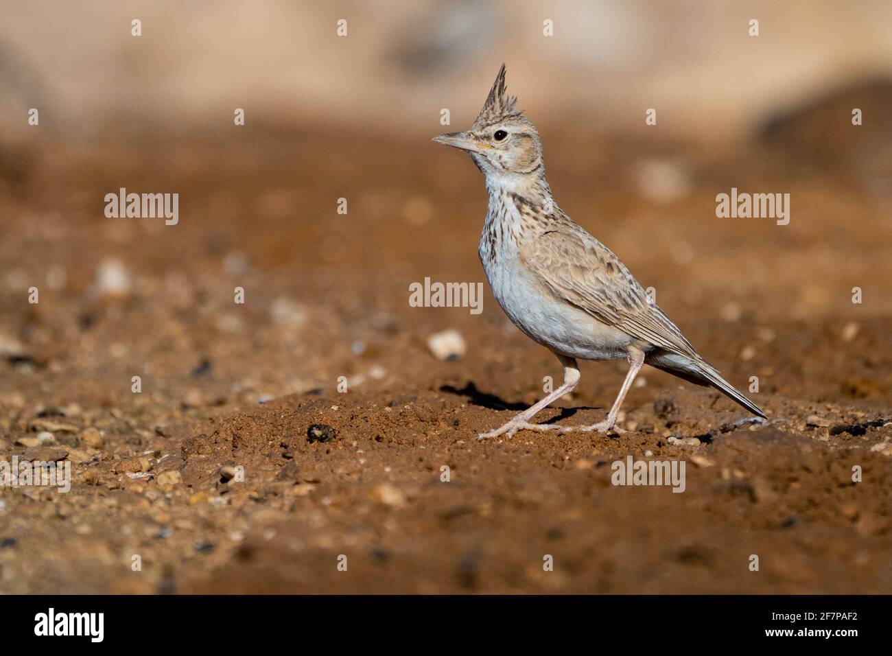 Crested Lark (Galerida cristata) in der Nähe von Wasser, Crested Lerchen züchten die meisten gemäßigt Eurasien über von Portugal nach Nordosten China und Indien Stockfoto