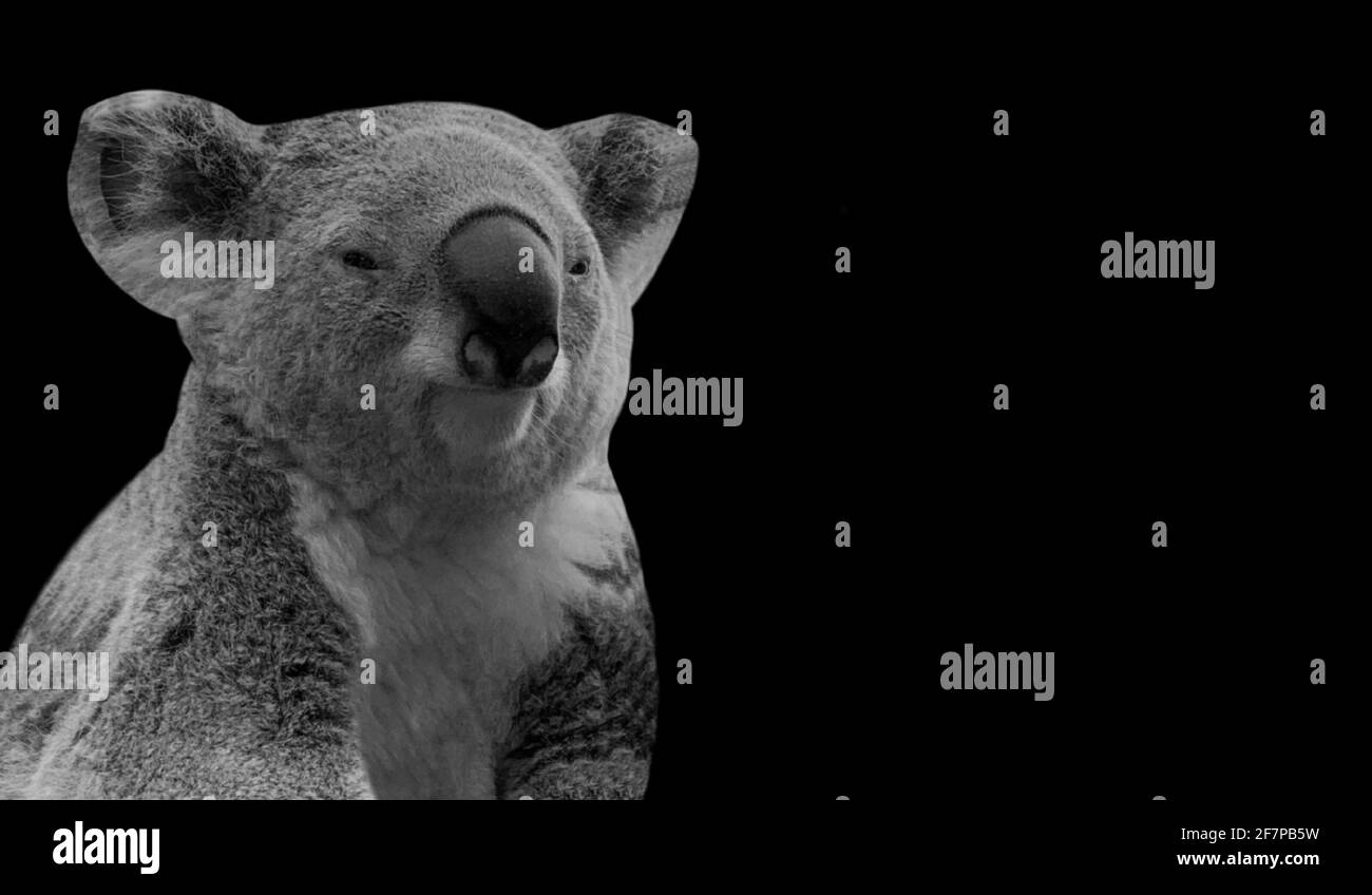 Niedliche Schwarz-Weiß Koala Lustiges Gesicht Stockfoto