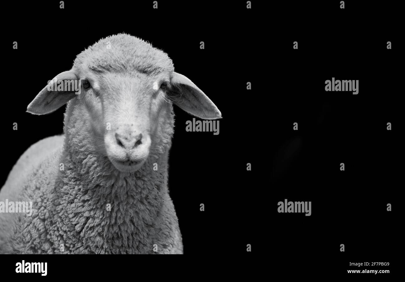 Nahaufnahme eines jungen weißen Schafes auf schwarzem Hintergrund isoliert Stockfoto