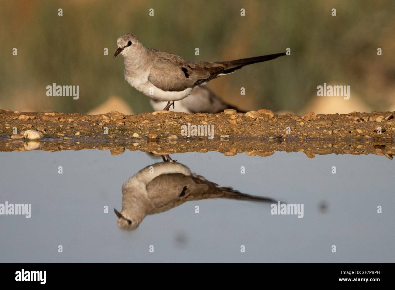 Weibliche namaqua taube Fotos und Bildmaterial in hoher Auflösung Alamy