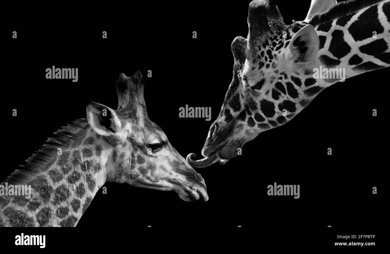 Mutter Giraffe Küssen Sie Süß Baby Giraffe Stockfoto