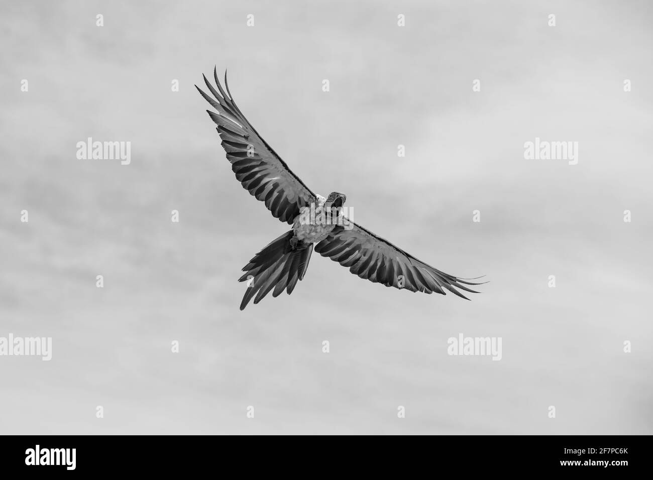 Papagei im Flug schwarz und weiß Stockfoto