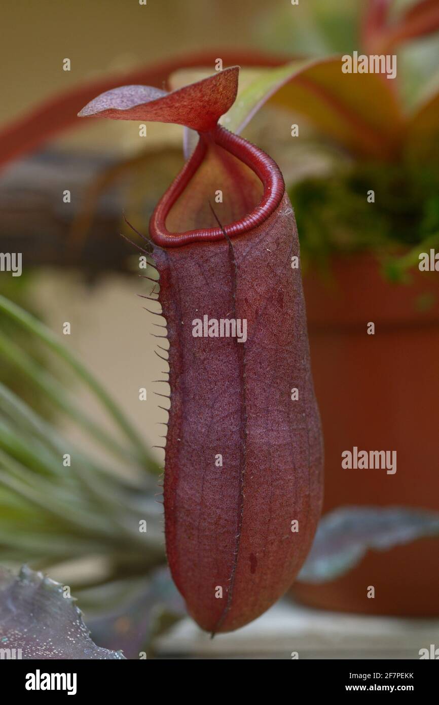 Tropische Krug-Pflanze Nepenthes wächst in einem Gewächshaus. Stockfoto
