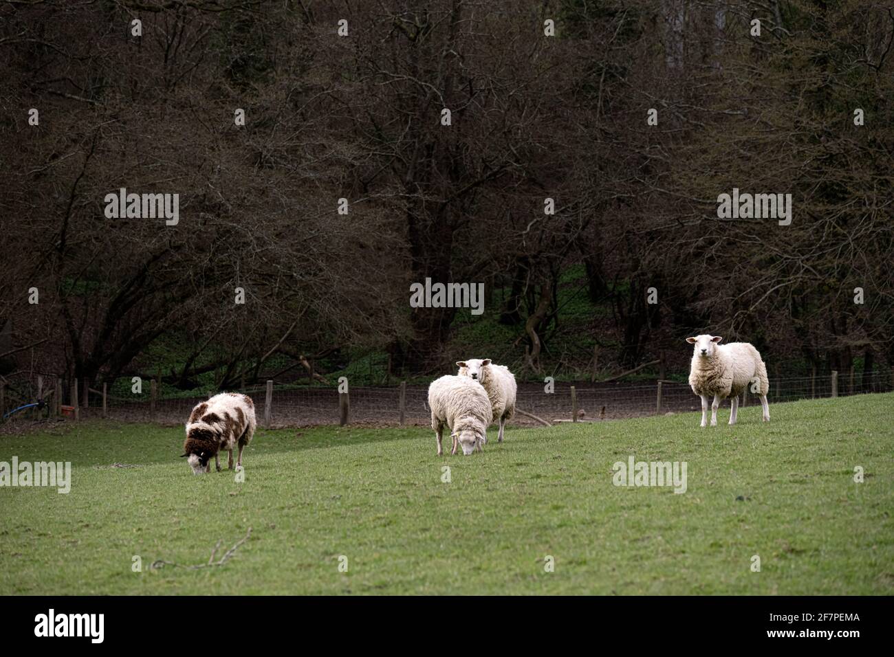 Vier Schafe weiden auf einem Feld in Sussex, England Stockfoto