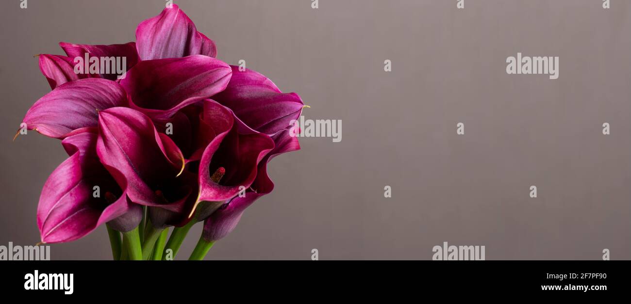 Lilienstrauß mit Platz für Text im Bannerformat Stockfoto