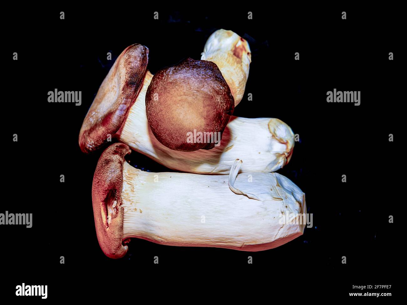 Steinpilze. Flach liegend. Speicherplatz Kopieren. Frische Steinpilze auf schwarzem Hintergrund. Stockbild. Stockfoto