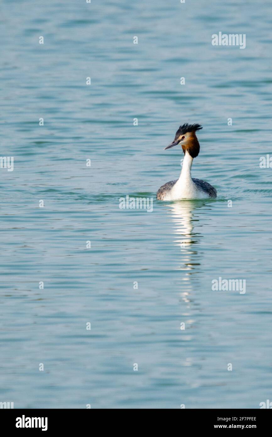 Blick auf den Haubentaucher auf einem See Stockfoto