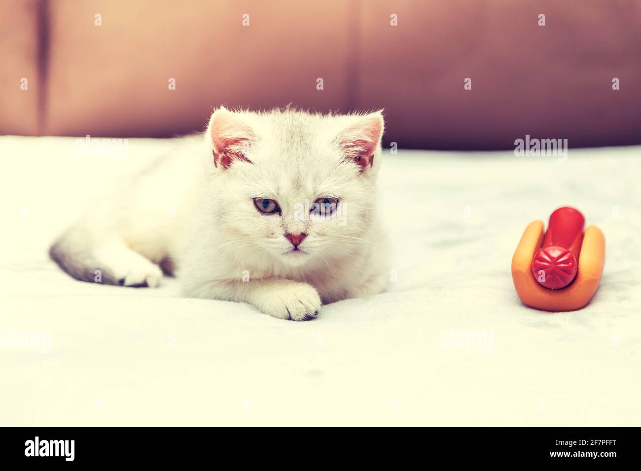 Weißes Kätzchen liegt mit einem Hot Dog auf dem Bett. Schlechtes Lifestyle-Konzept - Unbeweglichkeit und ungesunde Essgewohnheiten. Stockfoto