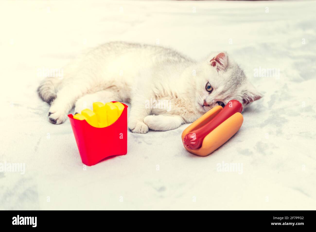 Weißes Kätzchen liegt mit Hot Dog und Pommes auf dem Bett. Schlechtes Lifestyle-Konzept - Unbeweglichkeit und ungesunde Essgewohnheiten. Sankt Petersburg - 8. April 2021 Stockfoto