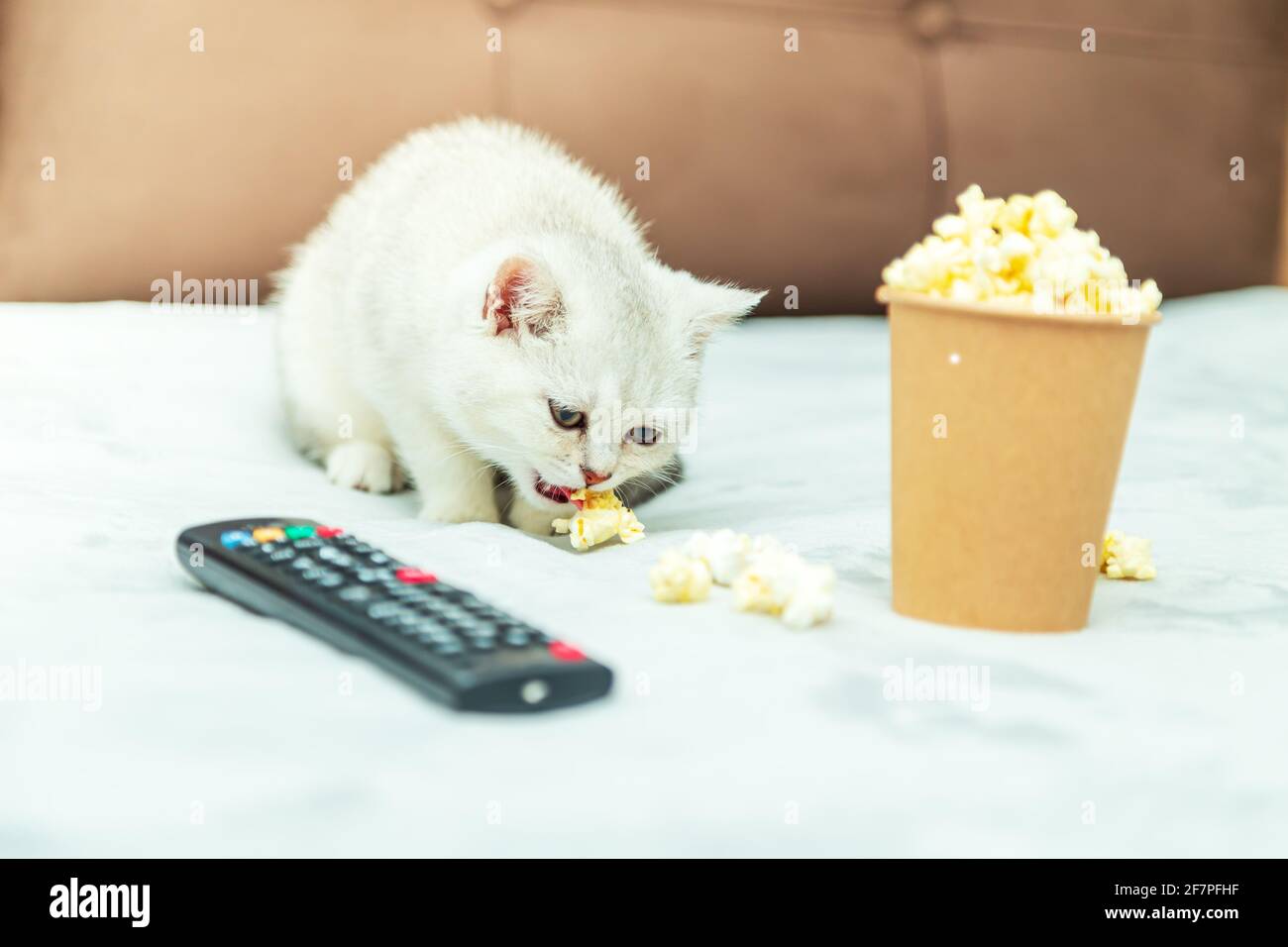 Weißes britisches Kätzchen liegt mit Fernbedienung und Popcorn auf dem Bett. Klassische Filmwiedergabe. Stockfoto