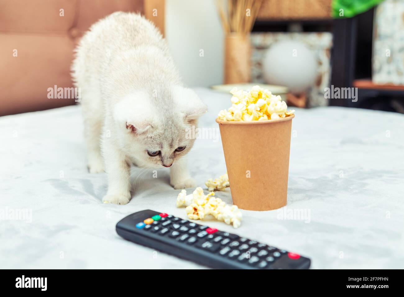 Weißes britisches Kätzchen liegt mit Fernbedienung und Popcorn auf dem Bett. Klassische Filmwiedergabe. Stockfoto