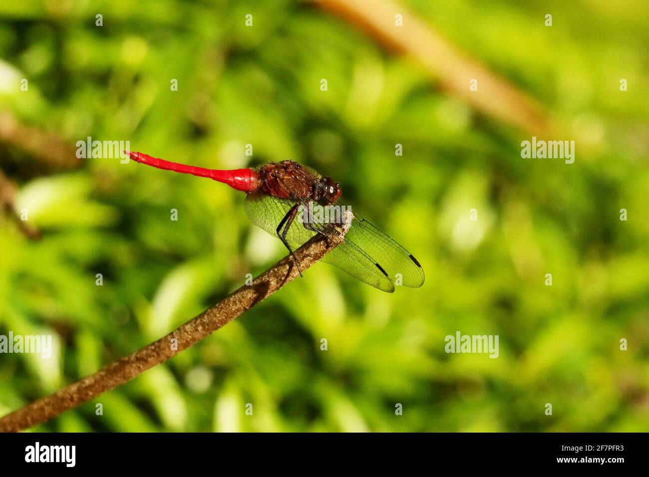 Brown Backed Red Marsh Hawk, Orthetrum chrysis, Bondla Wildlife Sanctuary, Goa, Indien Stockfoto