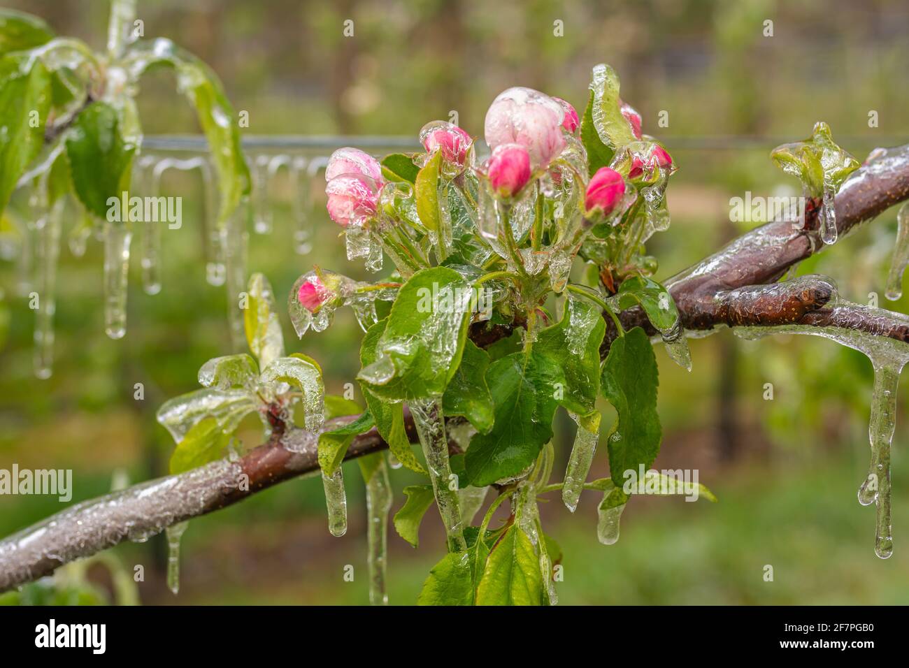 Apfelblüten bedeckt mit einer glitzernden Eisschicht. Eisstalaktiten auf Apfelpflanzen nach dem Gießen, wodurch das Einfrieren der Blüte verhindert wird Stockfoto