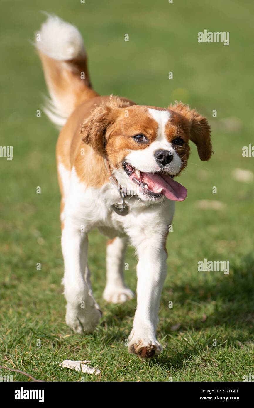 Cavalier King Charles Spaniel Hund läuft Stockfoto