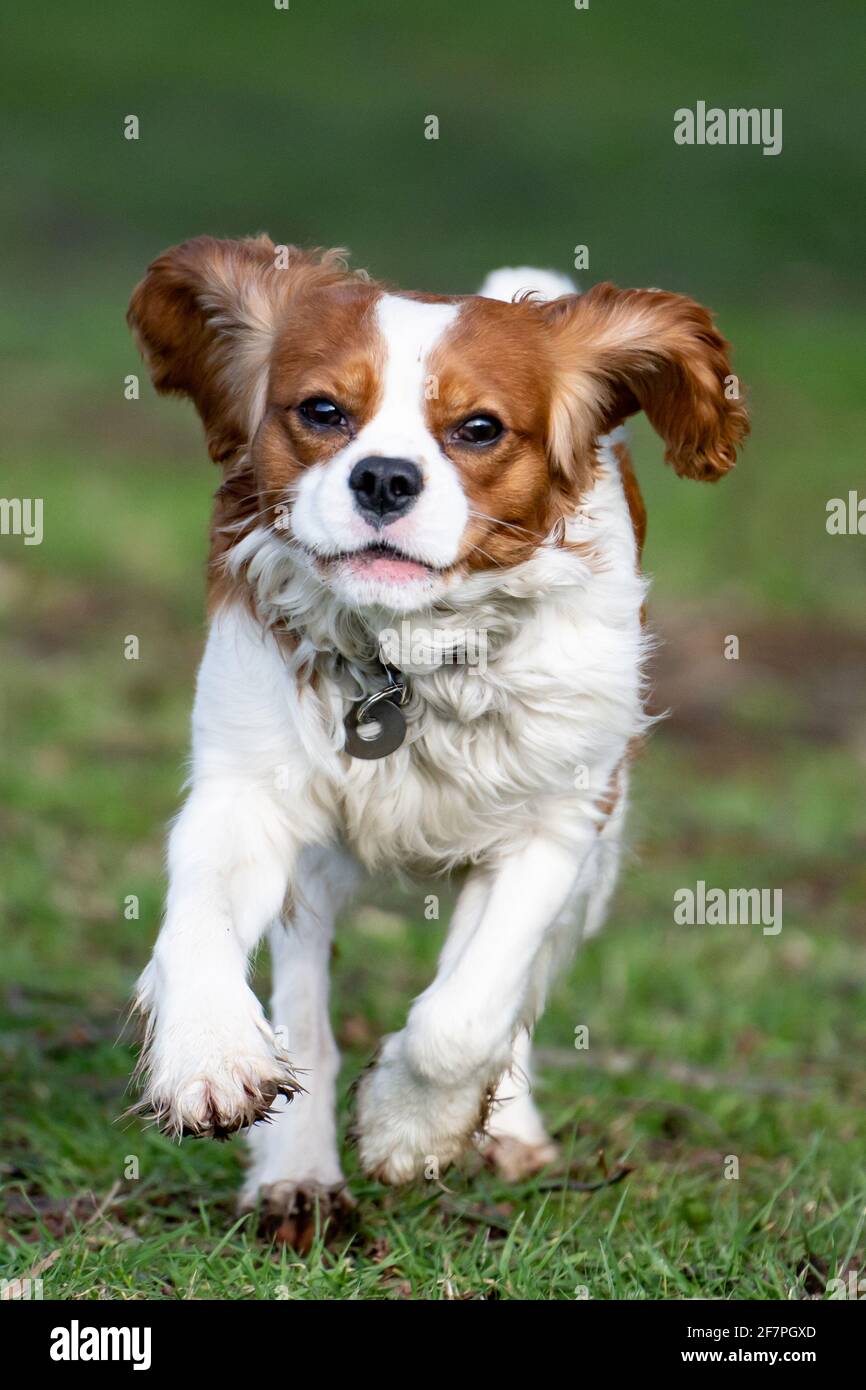 Cavalier King Charles Spaniel Hund läuft Stockfoto