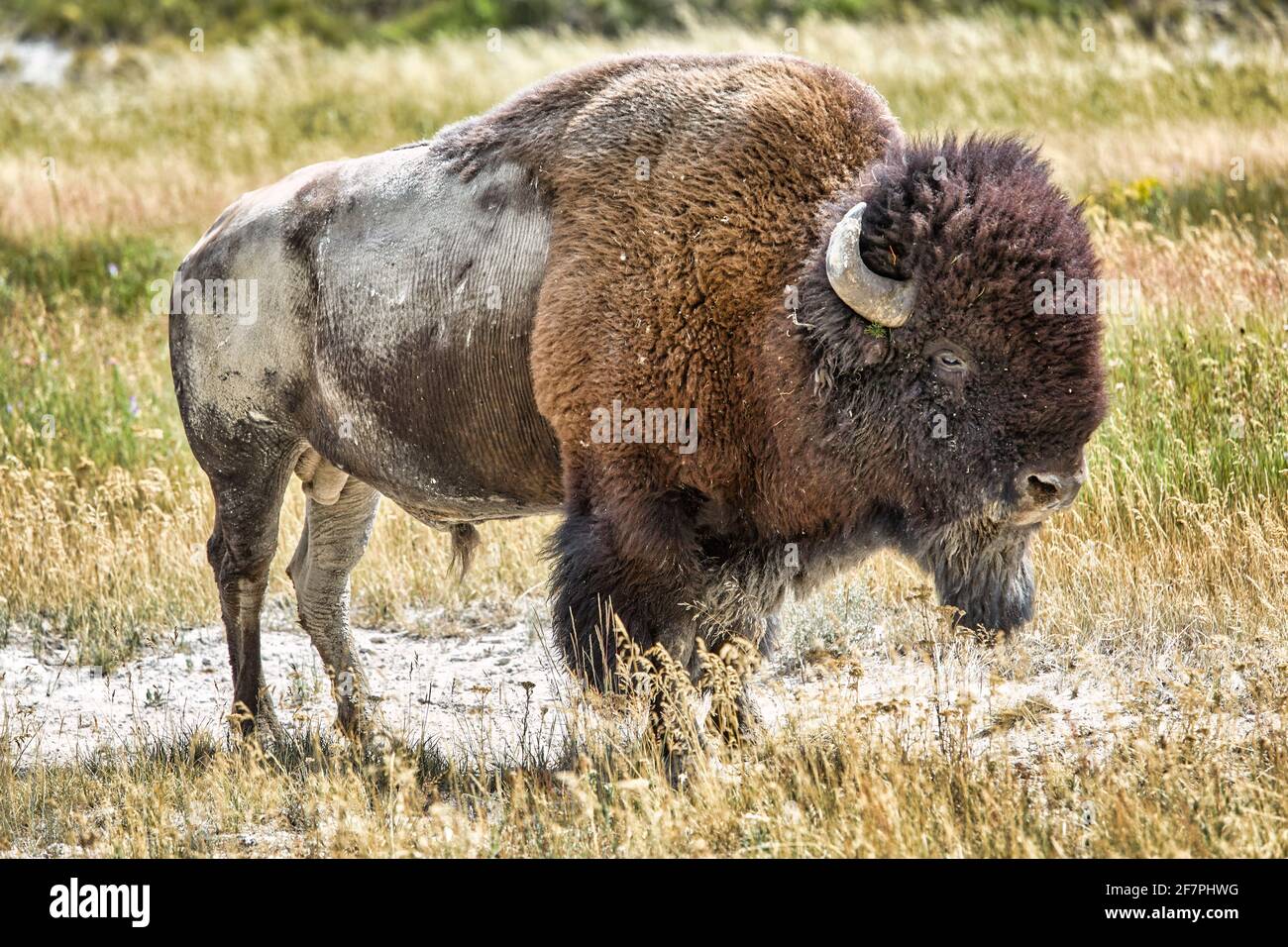 Ein wilder Bison im Yellowstone National Park. Wyoming. USA. Der Yellowstone-Nationalpark. Wyoming. USA. Stockfoto