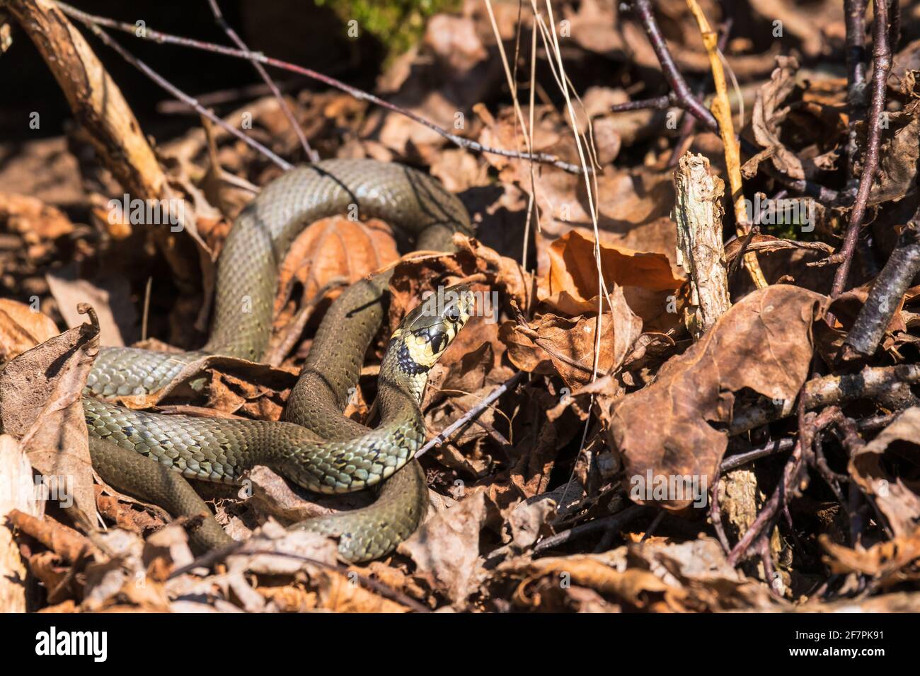 Die Grasschlange liegt und sonbt sich in den Blättern Stockfoto