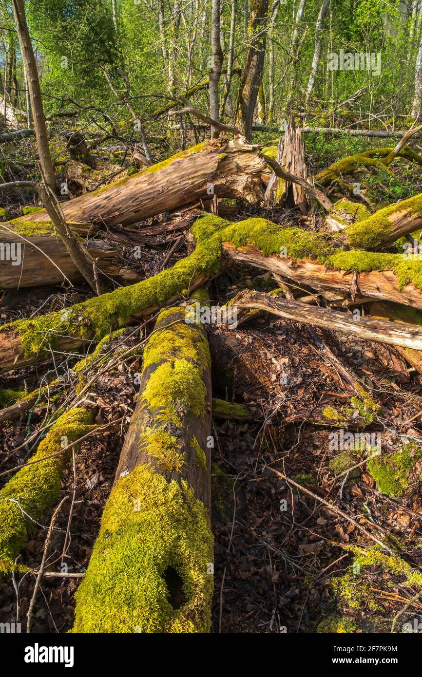 Moos bedeckte Baumstämme auf dem Waldboden Stockfoto