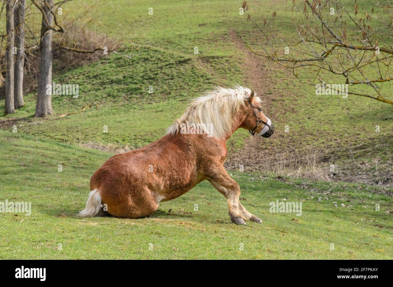 Haflinger oder Avelignespferd (Equus ferus caballus) auf einer Weide im Grünen, Westerwald, Rheinland-Pfalz, Deutschland, Europa Stockfoto