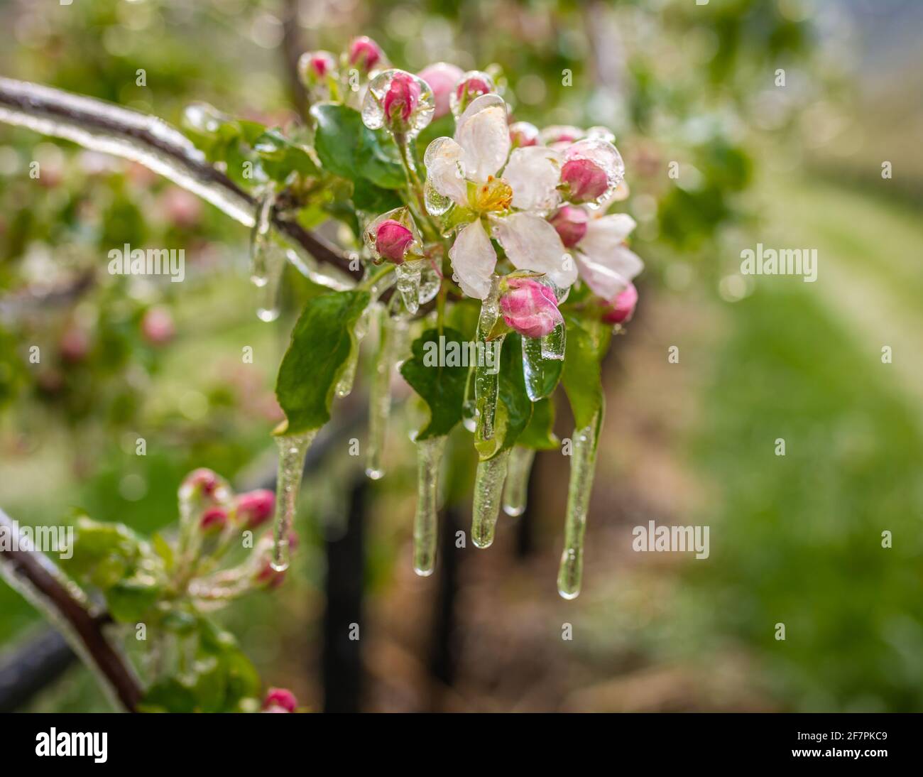 Apfelblüten bedeckt mit einer glitzernden Eisschicht. Eisstalaktiten auf Apfelpflanzen nach dem Gießen, wodurch das Einfrieren der Blüte verhindert wird Stockfoto