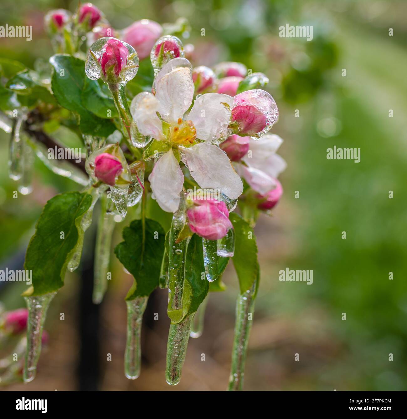 Apfelblüten bedeckt mit einer glitzernden Eisschicht. Eisstalaktiten auf Apfelpflanzen nach dem Gießen, wodurch das Einfrieren der Blüte verhindert wird Stockfoto