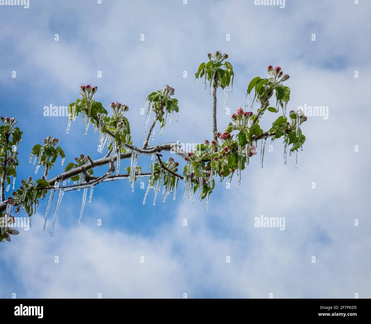 Apfelblüten bedeckt mit einer glitzernden Eisschicht. Eisstalaktiten auf Apfelpflanzen nach dem Gießen, wodurch das Einfrieren der Blüte verhindert wird Stockfoto